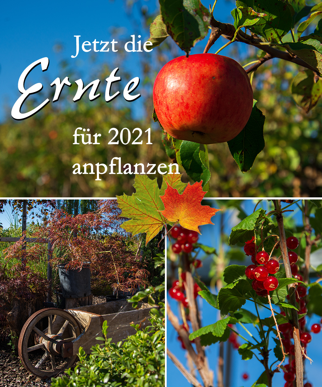 Jetzt die Ernte für 2021 anpflanzen!