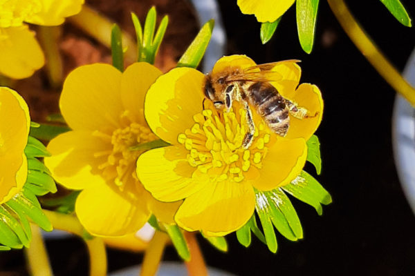 Frühling Blumen Bienen