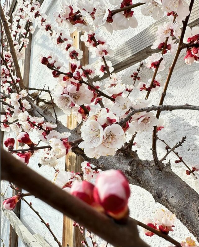 Screenshot aprikosen #baumschule #floristik #gartenschmuck #pflanzen