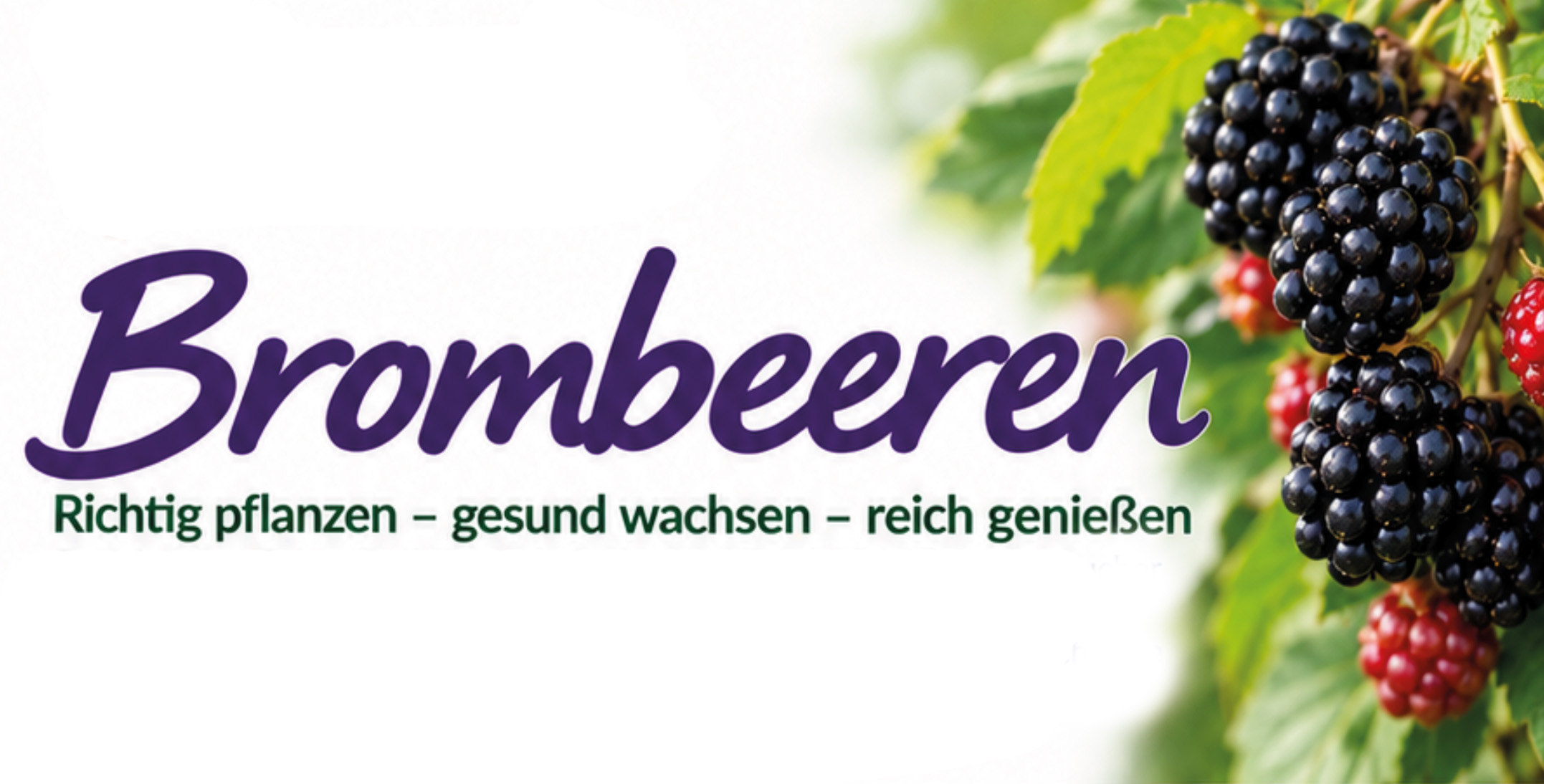 Brombeeren anpflanzen