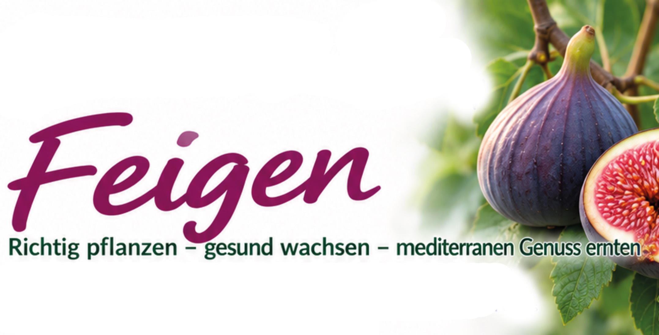 Feigen anpflanzen