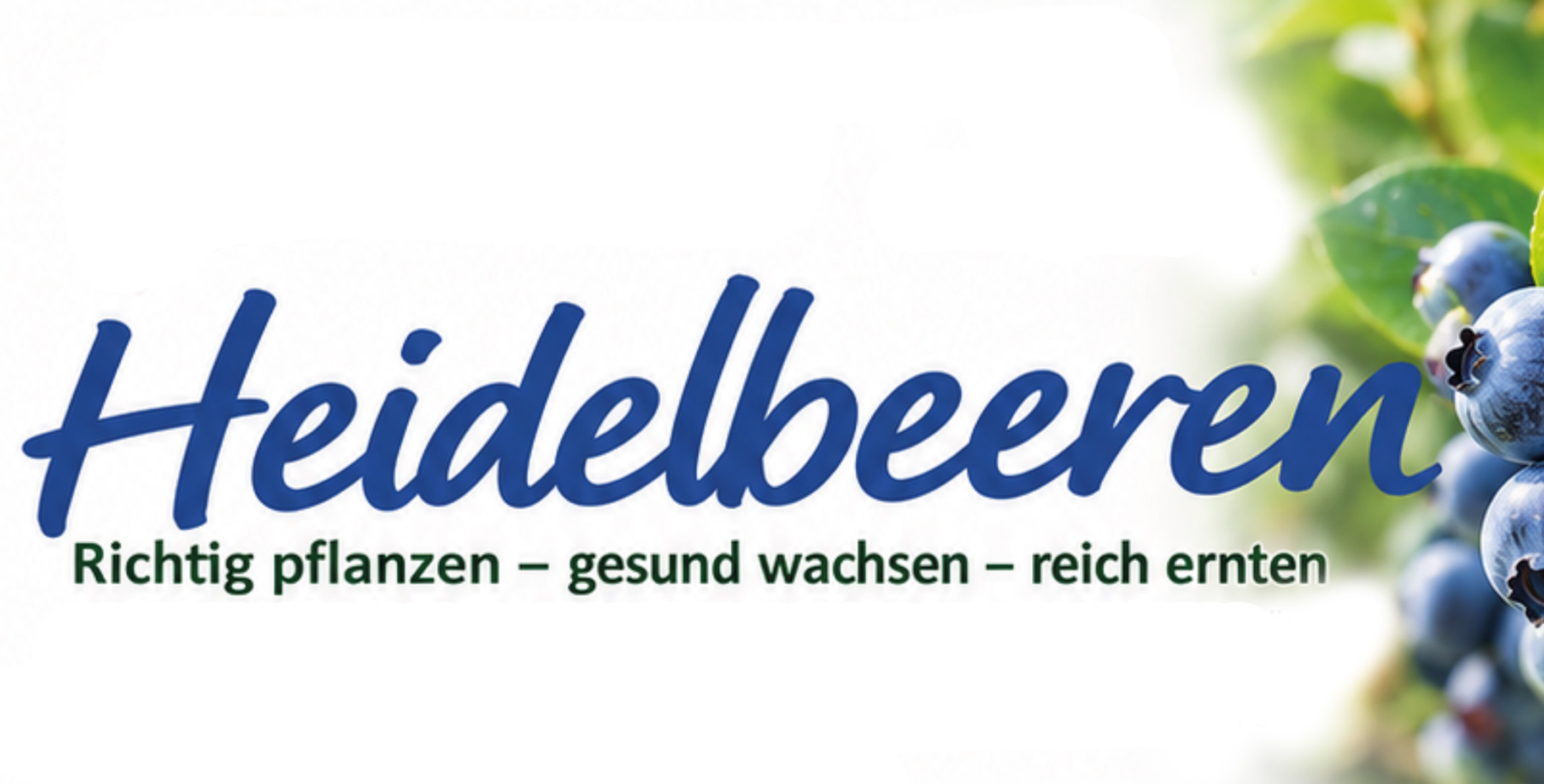 Heidelbeeren anpflanzen