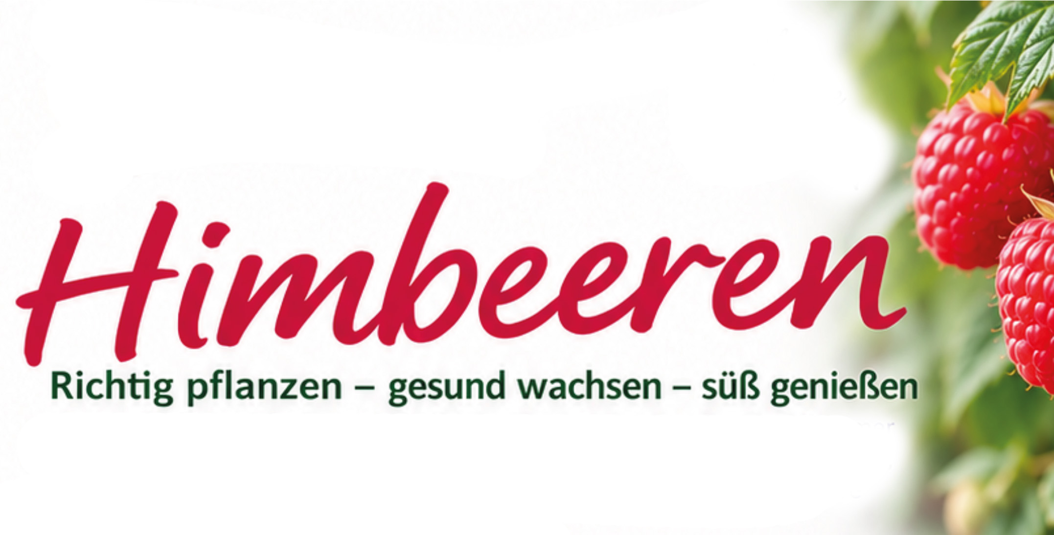 Himbeeren anbauen