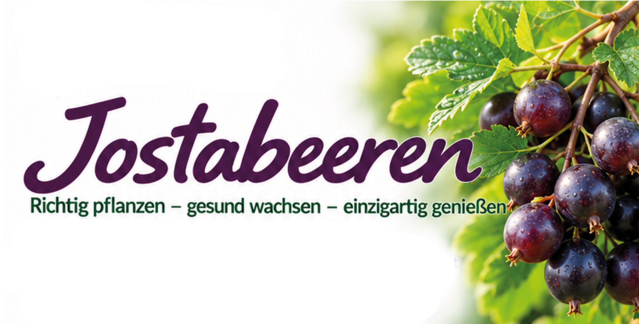 Jostabeeren anpflanzen