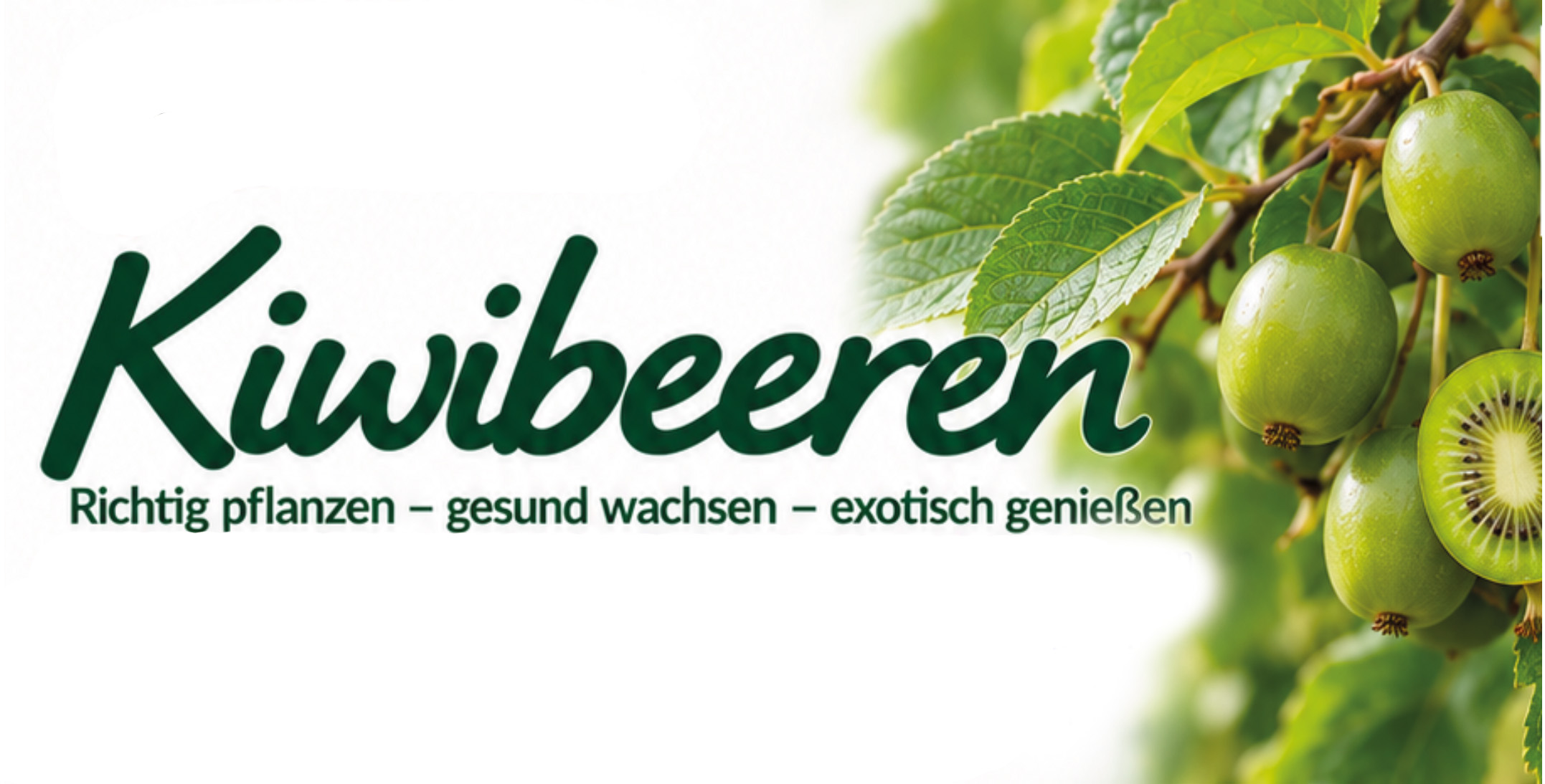 Kiwibeeren anbauen