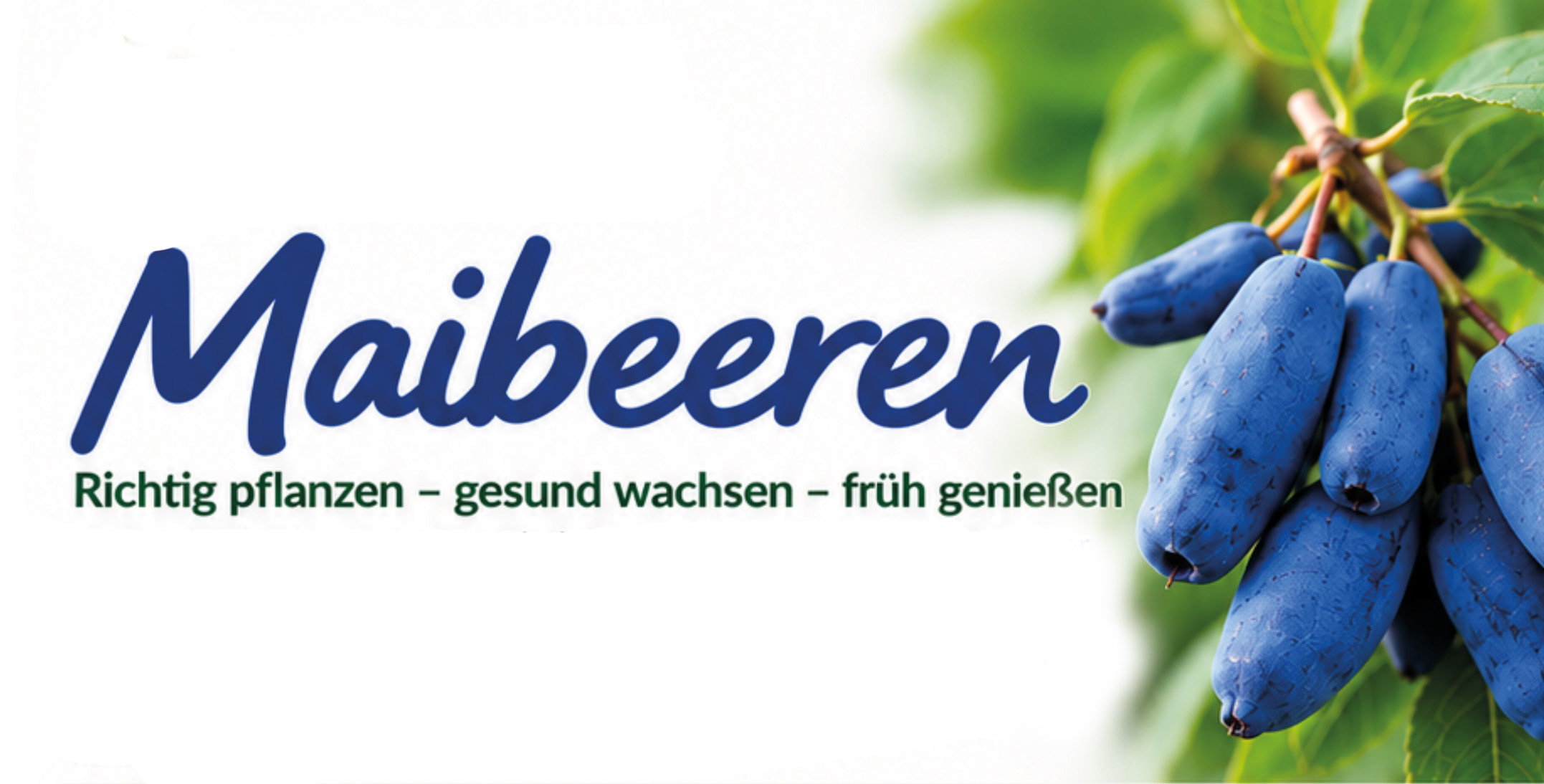 Maibeeren anpflanzen