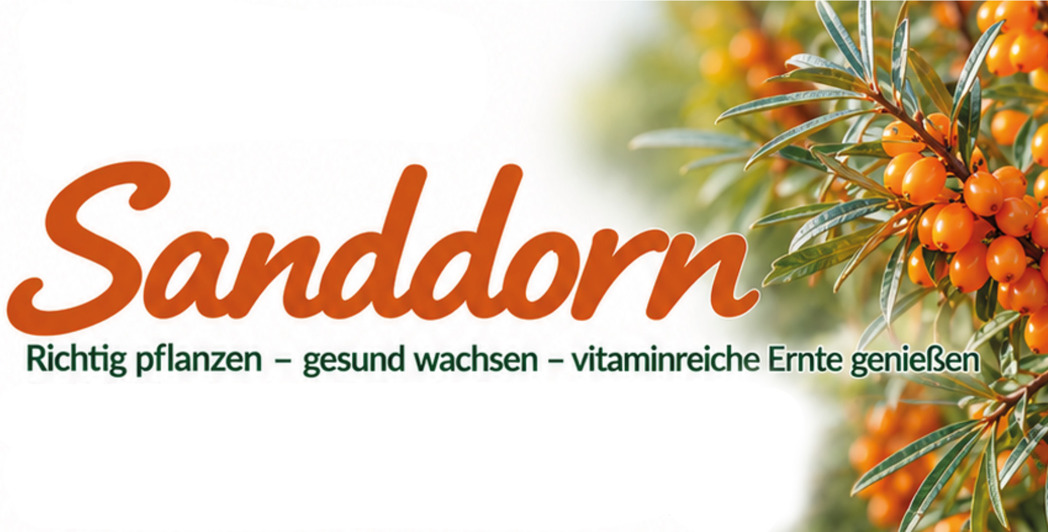 Sanddorn anpflanzen