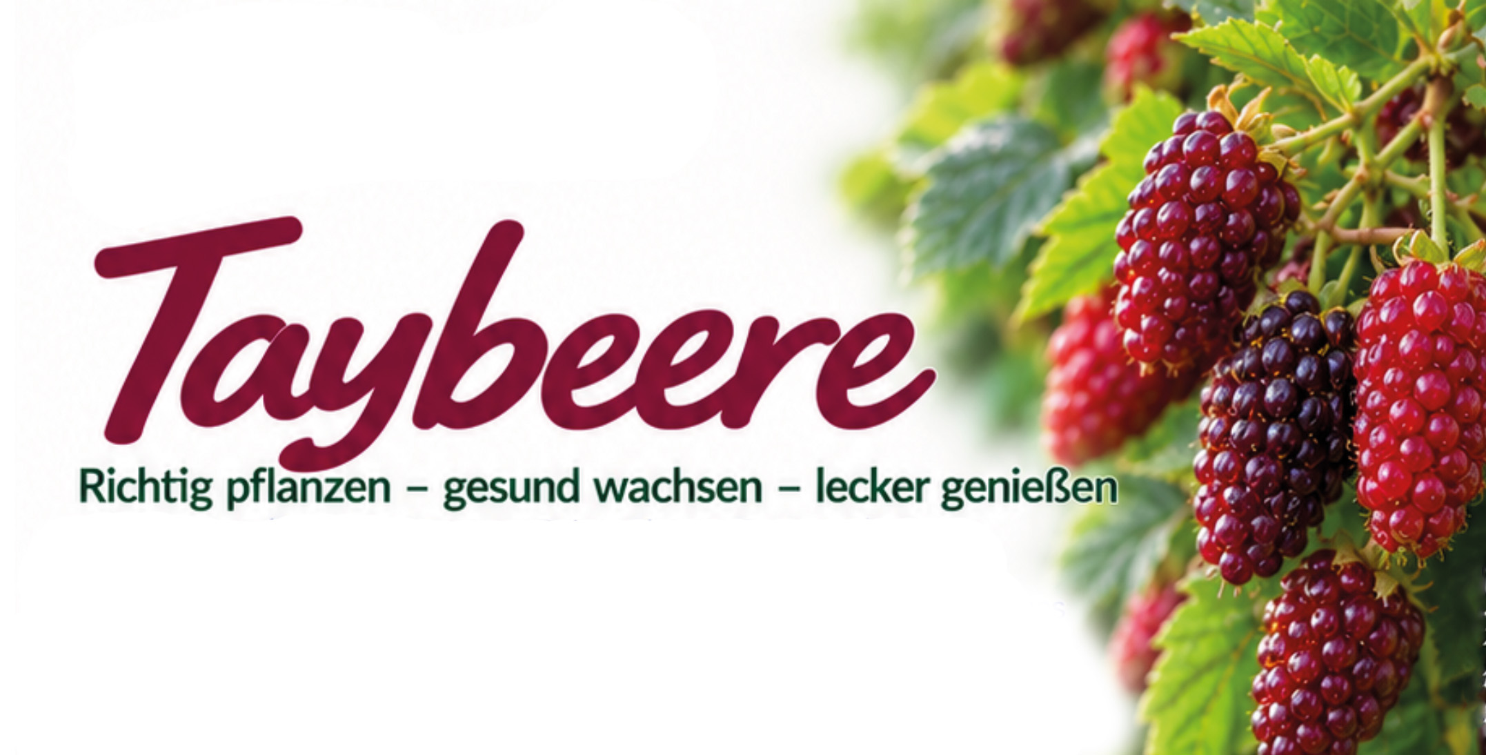 Taybeere anpflanzen
