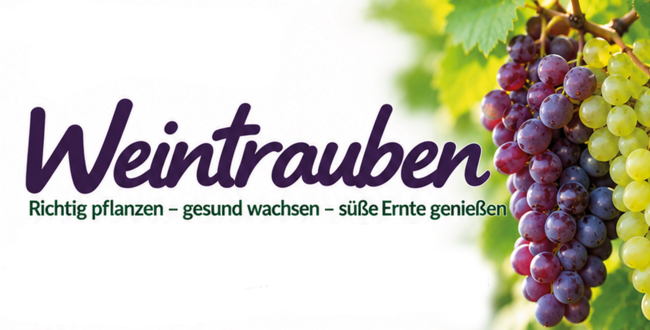Pflegetipps_Weintrauben